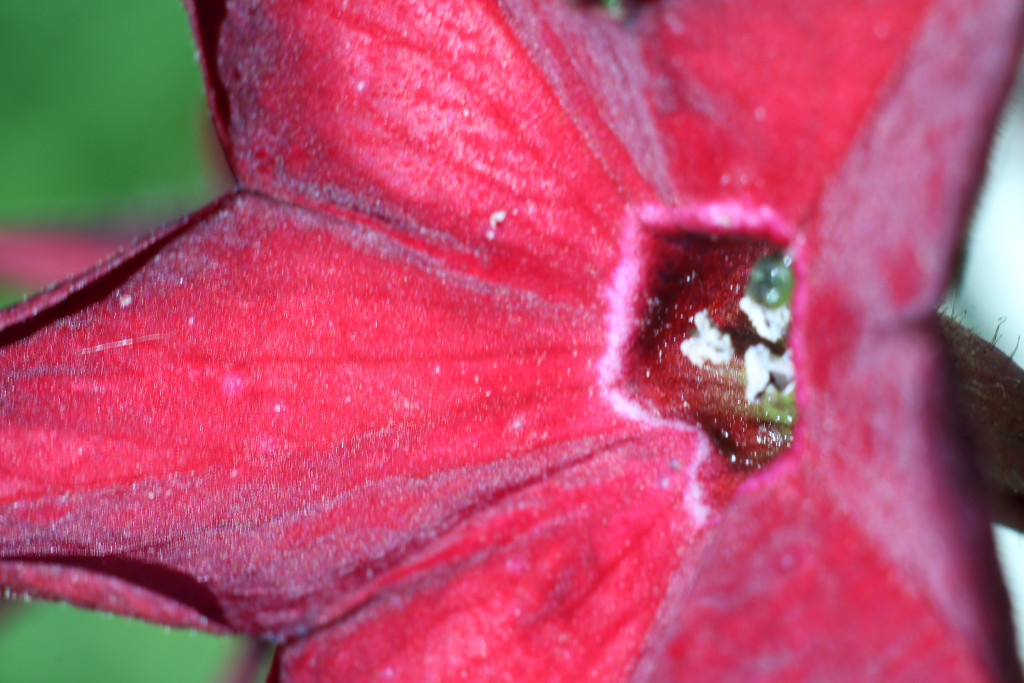 Aufnahme eine Blüte mit einem Projektorobjektiv und Balgen