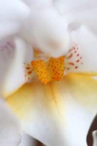 Makroaufnahme einer Orchidee mit einem Objektiv mit 40mm Brennweite und einem Zwischenring mit 36 mm Breite
