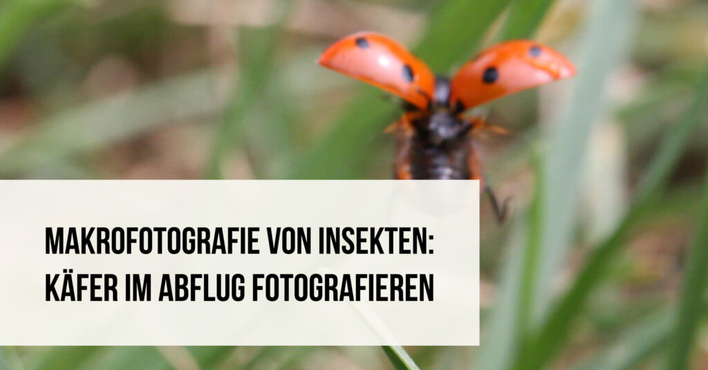Makrofotografie Käfer im Abflug fotografieren