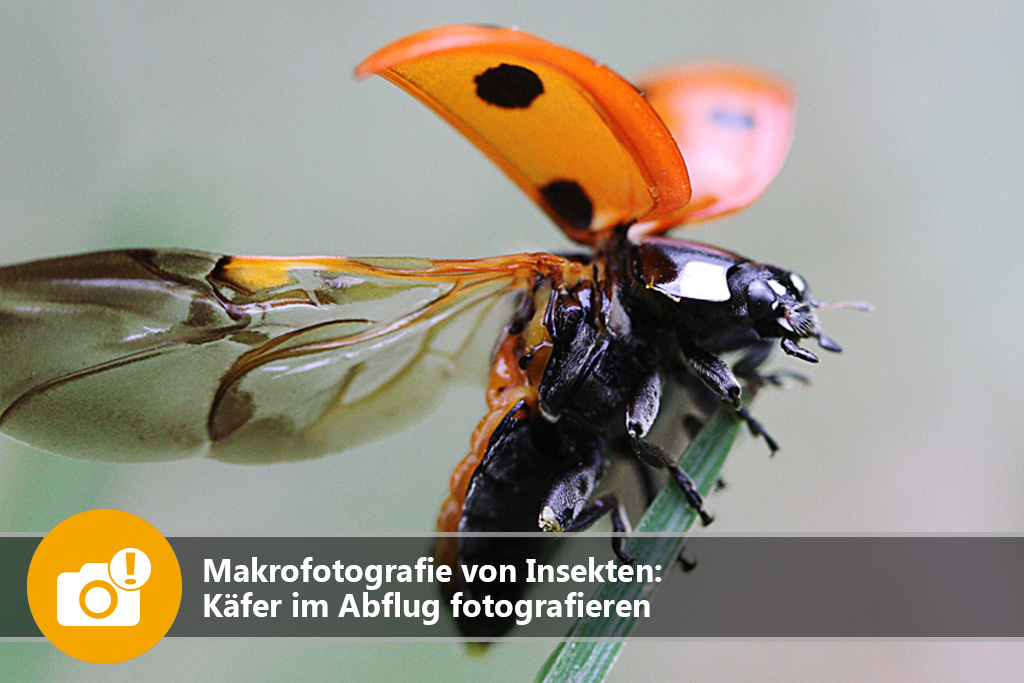 Makrofotografie von Insekten: Käfer im Abflug fotografieren