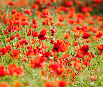 Mohn6 Mohn6