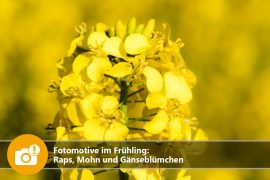 Fotomotive im Frühling: Raps, Mohn und Gänseblümchen