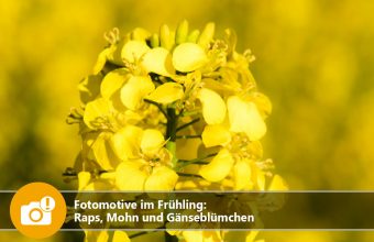 Fotomotive im Frühling: Raps, Mohn und Gänseblümchen