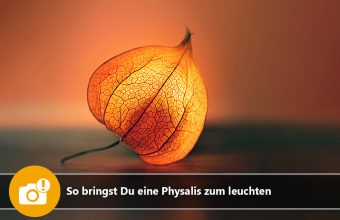 So bringst Du eine Physalis zum leuchten