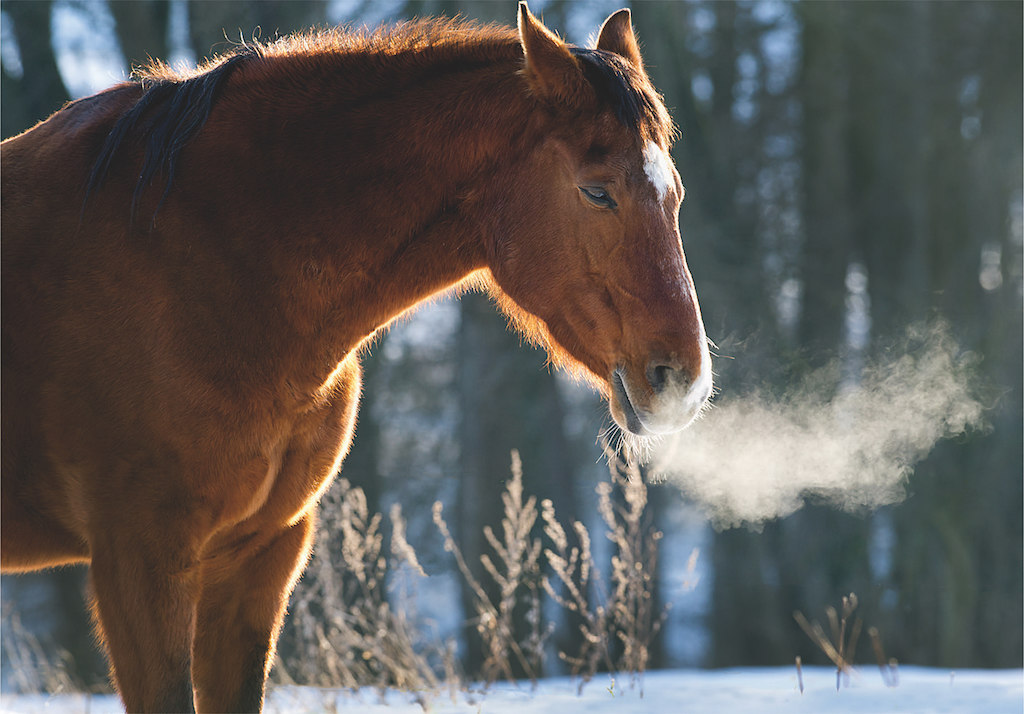 winter-pferd