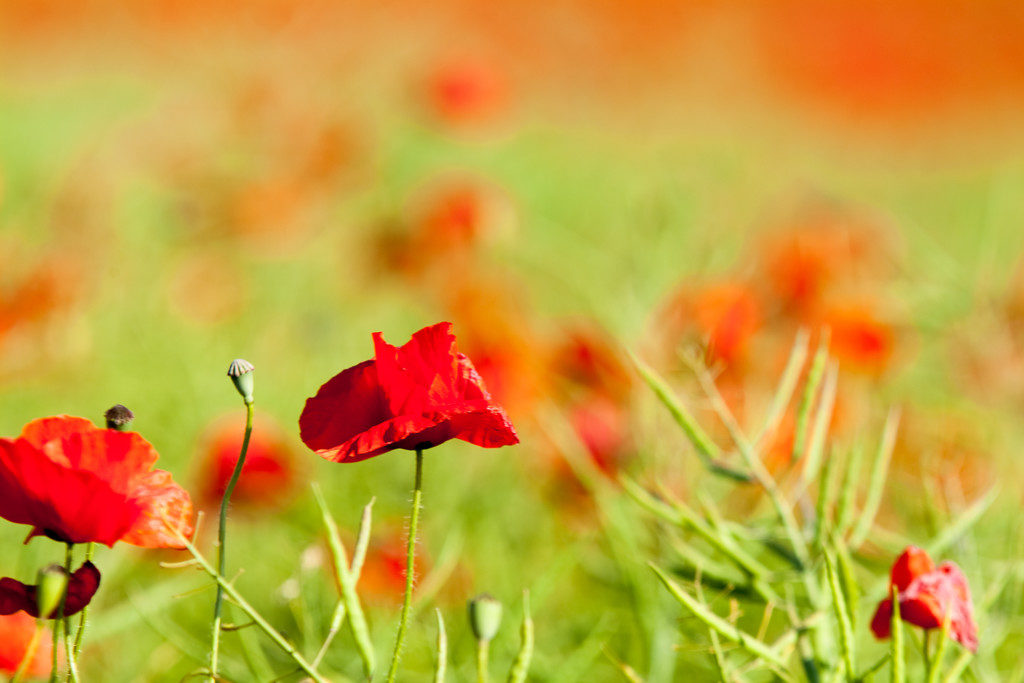 Landschaftsfotografie: Wiese mit Blüten Nahaufnahme Makro