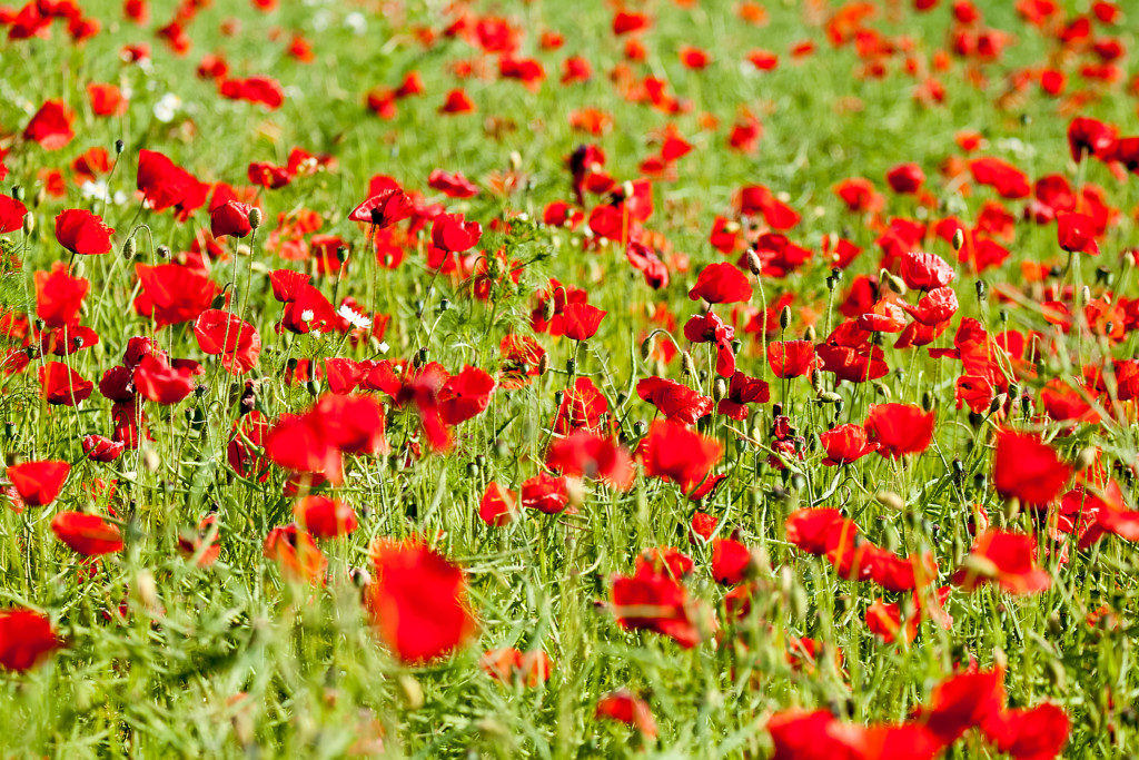 Landschaftsfotografie: Wiese mit Blüten