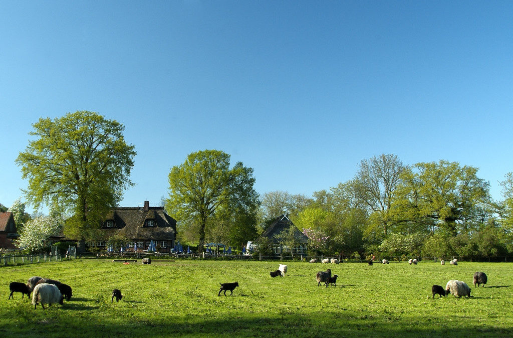 Landschaftsfotografie: Kühe auf Wiese