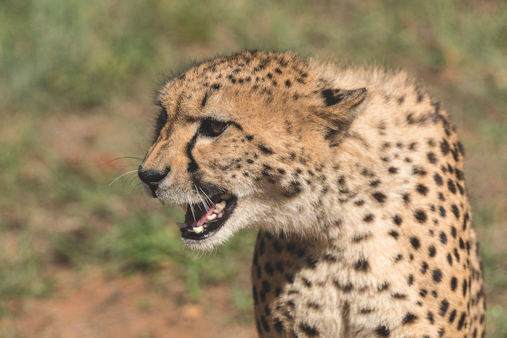Tierfotografie: Gepard in Jagdlaune