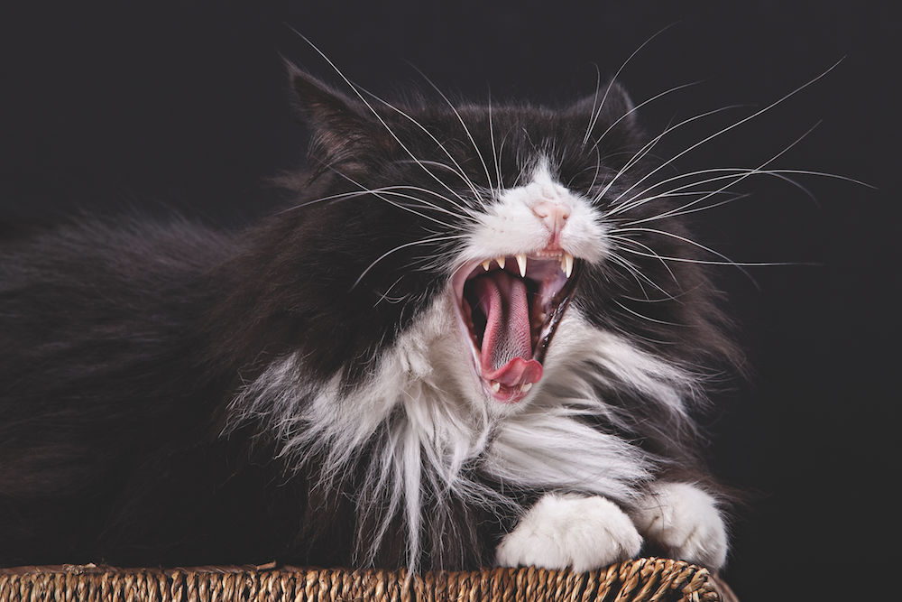 Tierfotografie: Katzen fotografieren