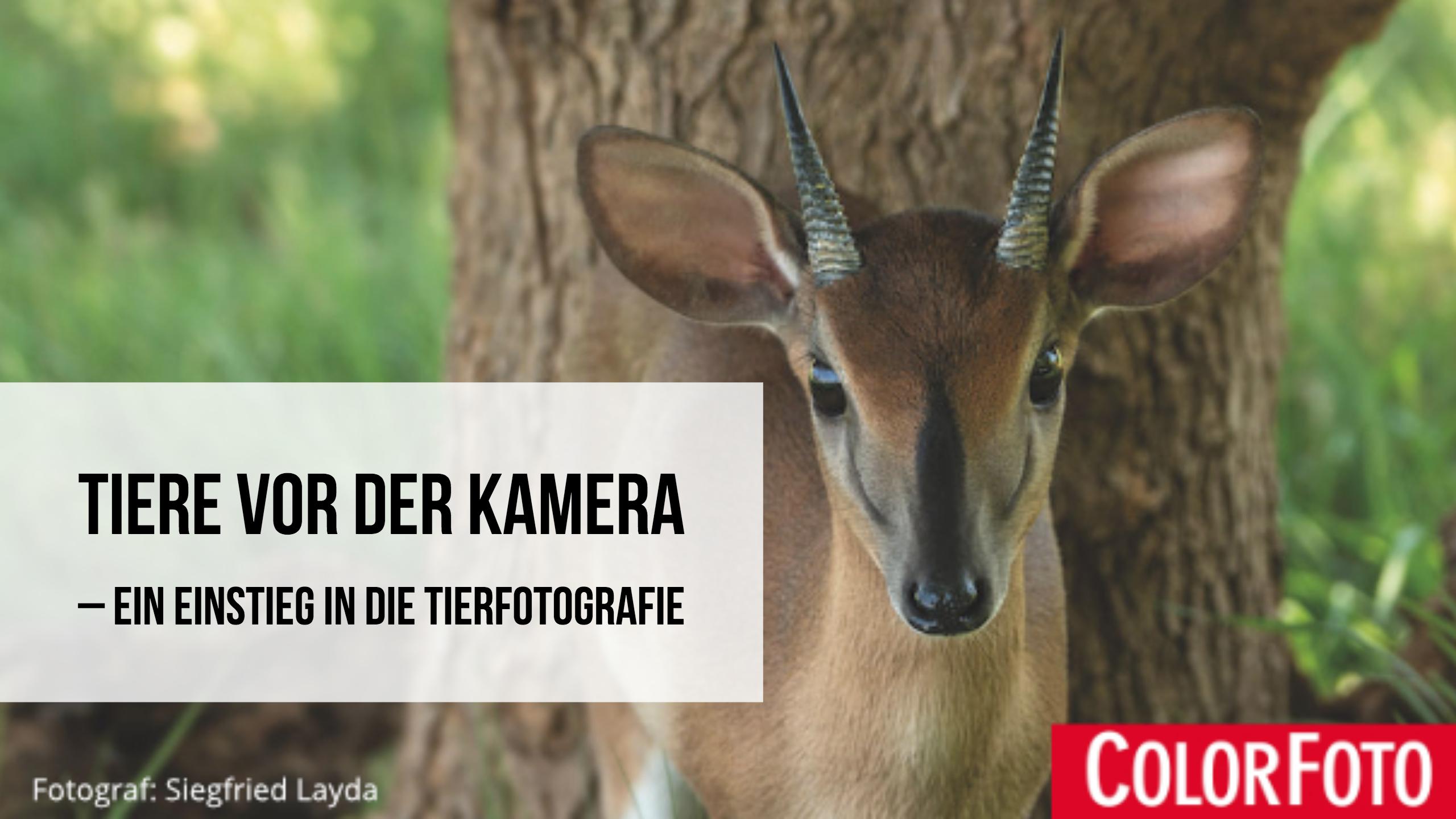 tiere-vor-der-kamerea-teaser-neu