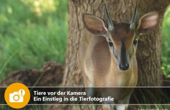 Tiere vor der Kamera - Ein Einstieg in die Tierfotografie