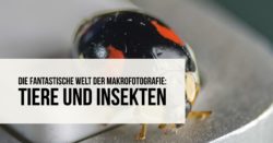 fantastische-welt-der-makrofotografie-tiere-insekten-teaser