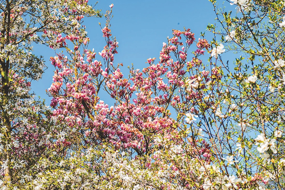 Eine rosafarbene Magnolie vor dem blauen Frühlings-Himmel