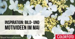 bild-und-motivideen-im-mai