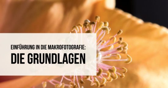 Einführung in die Makrofotografie Teaser