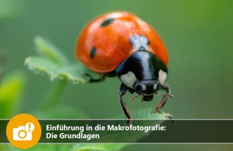 Einführung in die Makrofotografie: Die Grundlagen