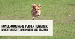 Hundefotografie perfektionieren – Belichtungszeit Brennweite und Abstand