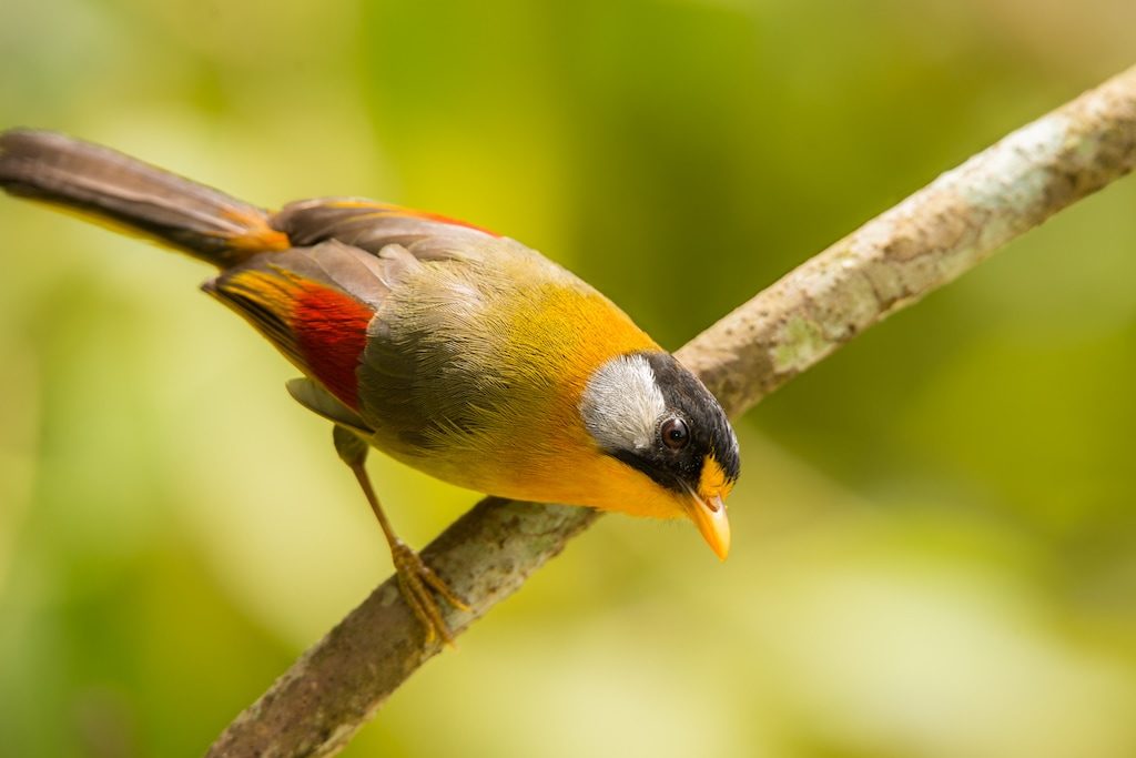 The-silver-eared-mesia