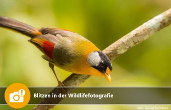 Blitzen in der Wildlifefotografie