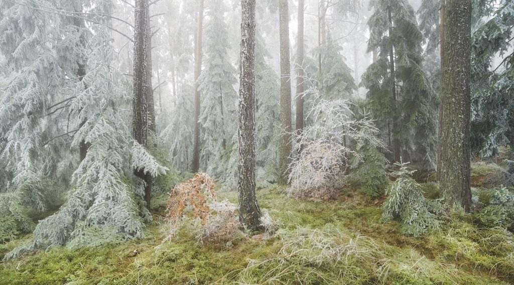 Märchenwald im Winter fotografieren