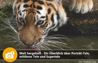 Weit hergeholt: Ein Überblick über Porträt-Tele, mittleres Tele und Supertele