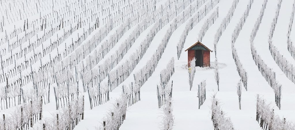 Wintermotive fotografieren: Verschneiter Weingarten