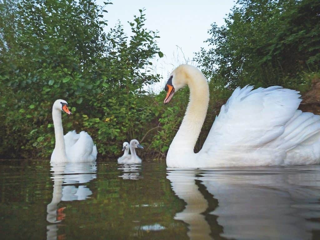 Mit der Schwanenfamilie auf Wasserlinie