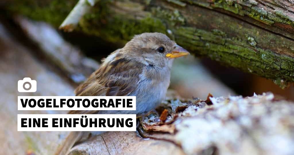 Kameraeinstellungen in die Vogelfotografie