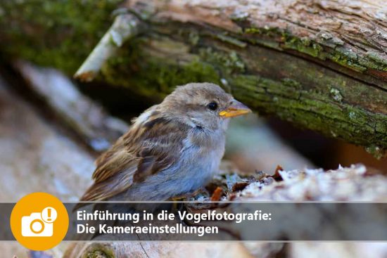 Einführung in die Vogelfotografie: Die Kameraeinstellungen