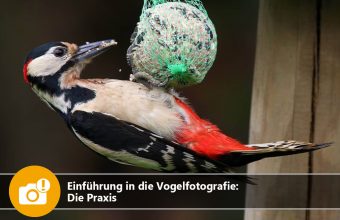 Einführung in die Vogelfotografie: Die Praxis