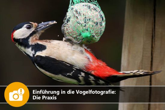 Einführung in die Vogelfotografie: Die Praxis