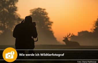 Wie werde ich Wildtierfotograf?