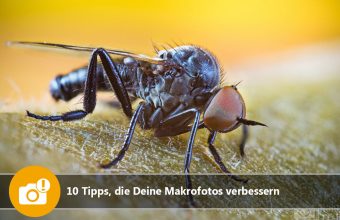 10 Tipps, die Deine Makrofotos verbessern