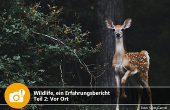 Wildlife, ein Erlebnisbericht – Teil 2: Vor Ort