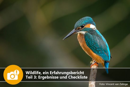 Wildlife, ein Erlebnisbericht – Teil 3: Ergebnisse und Checkliste
