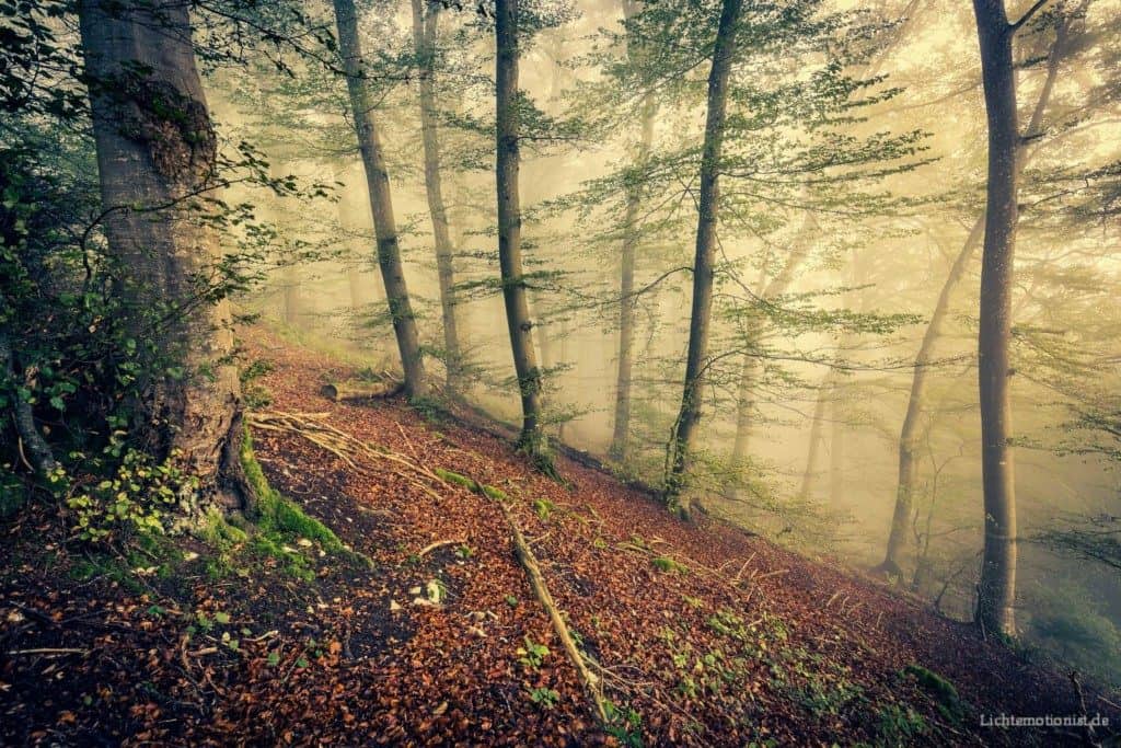 Eindrucksvolle Stimmung am Waldhang.