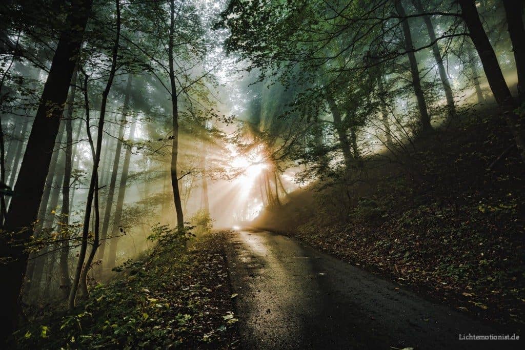 Die Sonne scheint wirkungsvoll durch die Äste auf den Waldweg.
