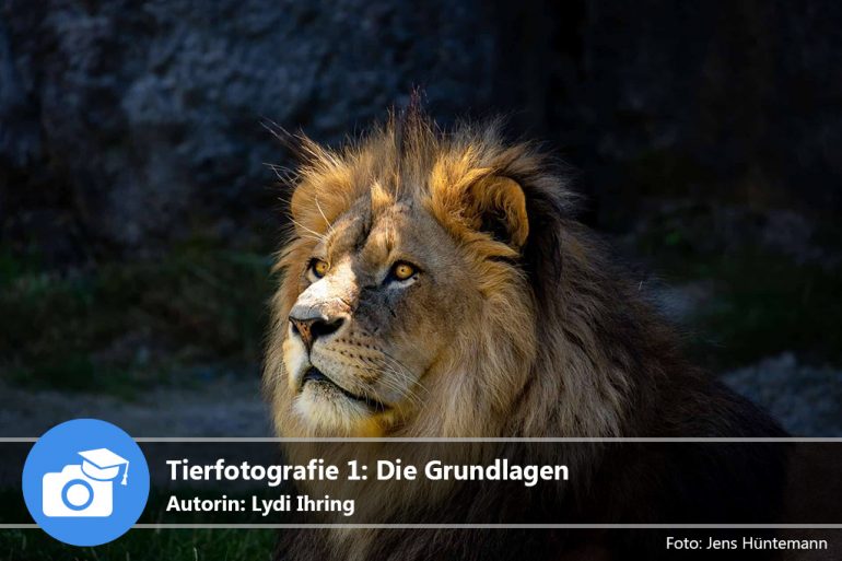 Tierfotografie 1: Die Grundlagen