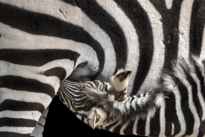 Tierfotografie