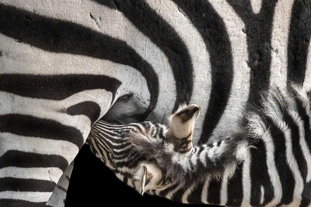 Tierfotografie