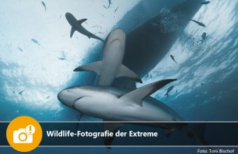 Wildlife-Fotografie der Extreme