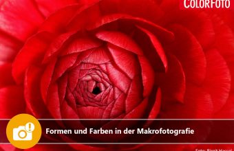 Formen und Farben in der Makrofotografie