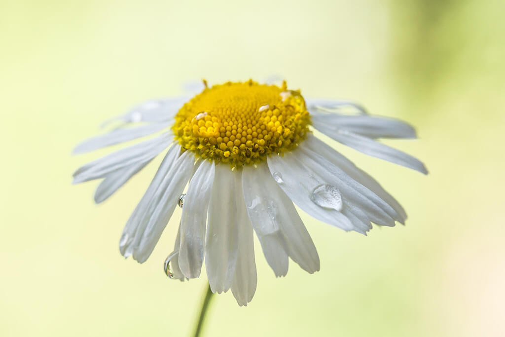Fotokurs Makrofotografie fotocommunity Fotoschule