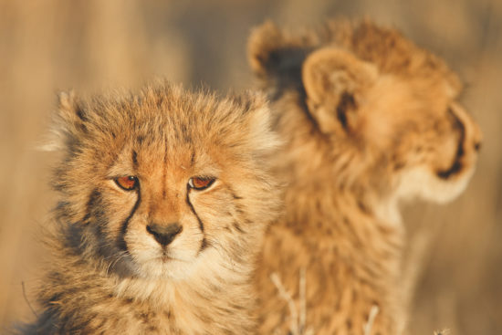 Wildlife-Fotografie in Afrika 