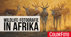 Wildlife-Fotografie in Afrika