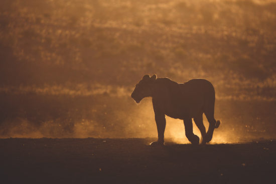 Wildlife-Fotografie in Afrika 
