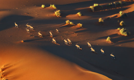 Oryxantilopen in der Namib-Wüste