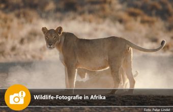 Wildlife-Fotografie in Afrika