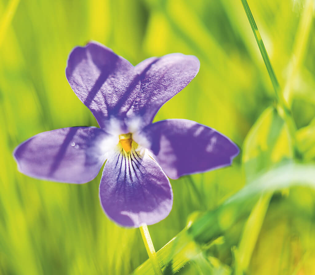 Outdoor-Makrofotografie